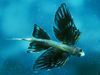 Photo: A flying fish