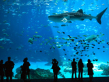 Photo of visitors watching fish at the Georgia Aquarium