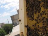 Photo: Bee with comb and monument