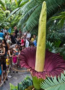 Tourists look at a blooming Titan arum plant at the US Botanic Garden in Washington last year