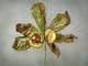 Close-up image of a conker and single horse chestnut leaf, which is showing signs of leaf miner damage (Getty Creative)