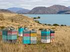Sweet sensation: New Zealand beehives