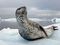 Photo: Leopard seals on a glacier