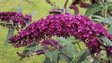 Purple Buddleia flower
