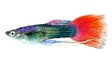 Brightly coloured fish