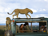 A picture of cheetahs in Kenya for the 2013 Traveler Photo Contest
