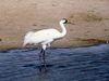 Photo: Whooping crane standing in water