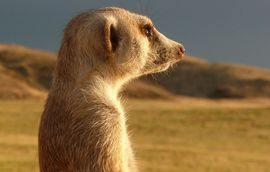 Photo: Close-up of a meerkat in profile as it gazes out across the savannah