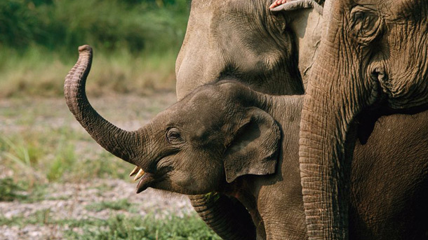 Photo of a baby Asian elephant and adult members of its group.