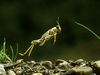 Photo: Leaping desert locust