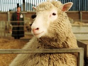 Pictured: Seven-month-old Dolly, the genetically cloned sheep, was the first animal to be genetically cloned from adult cells. She got her name from Country singer Dolly Parton.
