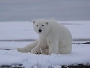 A polar bear in Kaktovik. Polar Bears are the largest bears and the most adaptable to extreme environments.