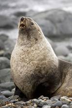 Climate change threatens to make the antarctic fur seal extinct
