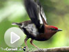 bird-feathers-sing-video-promo.jpg