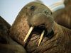 Photo: Portrait of a walrus