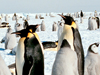 Photo: Emperor penguins