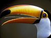 Photo: Profile of a toucan