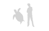 Illustration: Hawksbill sea turtle compared with adult man