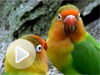 parrot-lovebirds-video-promo.jpg