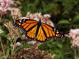 Photo: Monarch butterfly on a flower