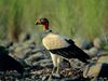 Photo: King vulture