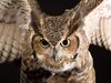 Photo: A great horned owl thrashing its wings