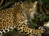 Photo: A young female jaguar stopped in its tracks