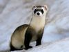 Photo: Adult male black-footed ferret