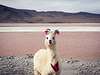 Picture of a llama in Bolivia