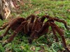 Photo: Furry spider in the Amazon.