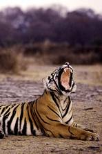 Save the tiger: Tiger, tiger burning less brightly as numbers plummet