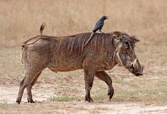 W is for Warthog