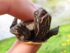 My turtle Jonah