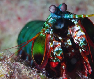 Why a Mantis Shrimp’s Wicked Clubs Are Like Pringles