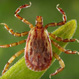 Rocky Mountain Spotted Fever:Causes, Symptoms and Treatment