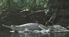 gavial [© Gerry Ellis Nature Photography] 