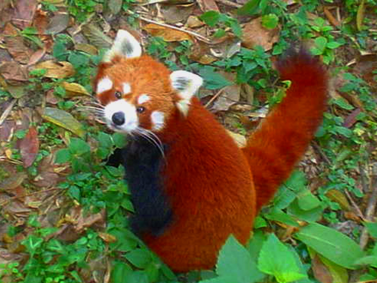 FileRed Pandain Darjiling Zoojpg  Wikimedia Commons