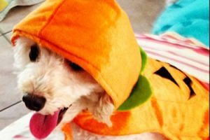 Cutest Halloween costumes for dogs - Photo