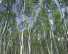 birch: silver birch forest [Alfo/Nature Picture Library] 