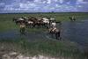 Llanos: horses being watered, in eastern Colombia [Credit: &#x00a9; Victor Englebert]
