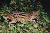 civet: Malagasy civet [Gerry Ellis—Minden Pictures/Getty Images] 