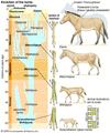 Przewalski’s horse: evolution [Encyclopædia Britannica, Inc.] 