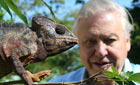 David Attenborough with an oustalet's chameleon