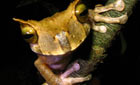 Gastrotheca cornuta © BBC