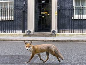 13 January 2015: A fox runs past the door of 10 Downing Street in London