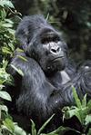 mountain gorilla: Mgahinga Gorilla National Park