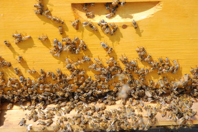 Bees cluster at the base of a hive located on an outlying field at Montréal-Mirabel International Airport in Mirabel, Québec.