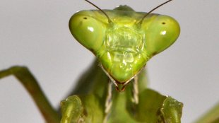 ScienceTake | The Leaping Mantis