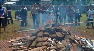 Indonesian police burn 3.3 tons of weed; get entire town high | Dangerous Minds
