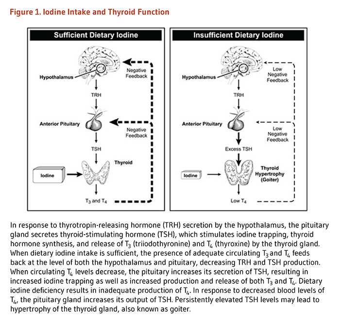 Figure 1. Iodine Intake and Thyroid Function. In response to thyrotropin-releasing hormone (TRH) secretion by the hypothalamus, the pituitary gland secretes thyroid-stimulating hormone (TSH), which stimulates iodine trapping, thyroid hormone synthesis, and release of T3 (triiodothyronine) and T4 (thyroxine) by the thyroid gland. When dietary iodine intake is sufficient, the presence of adequate circulating T4 and T3 feeds back at the level of both the hypothalamus and pituitary, decreasing TRH and TSH production. When circulating T4 levels decrease, the pituitary increases its secretion of TSH, resulting in increased iodine trapping as well as increased production and release of both T3 and T4. Dietary iodine deficiency results in inadequate production of T4. In response to decreased blood levels of T4, the pituitary gland increases its output of TSH. Persistently elevated TSH levels may lead to hypertrophy of the thyroid gland, also known as goiter.